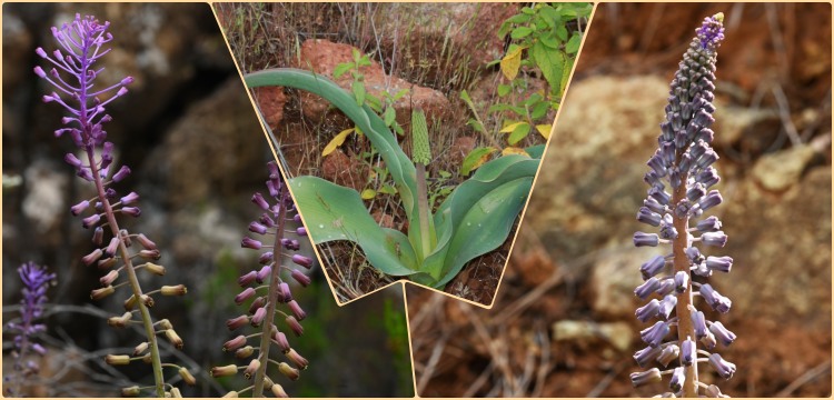 Muğla'daki yeni endemik bitki türü keşfedildi: Balan Sümbülü Leopoldia buseana