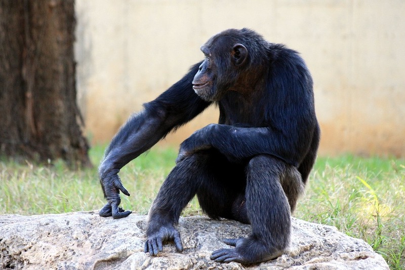 Şempanzeler Alternatif Sonuçlara Hazırlanabiliyor