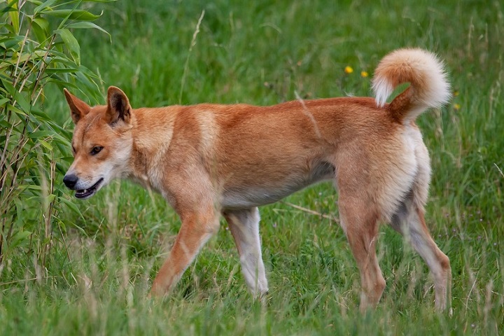 Yeni Dna Analizine Göre Vahşi Dingoların Çoğu Safkan