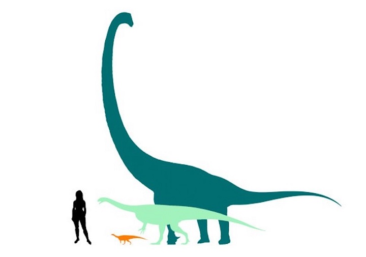 Jura’da Yaşamış En Küçük Sauropodomorf Ortaya Çıkarıldı