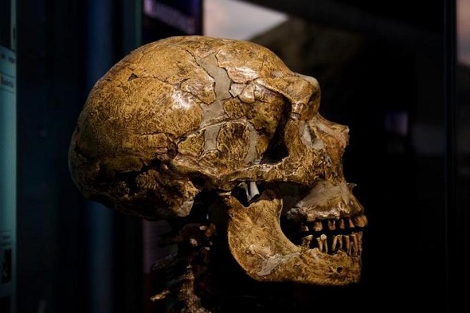 İklim, Homo erectus’un Afrika’dan Çıkmasında Önemli Bir Faktördü
