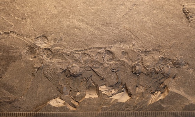 Çin’de 170 milyon yıllık bir çiçek fosili keşfedildi