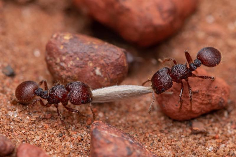 Dünyada Kaç Karınca Yaşıyor?