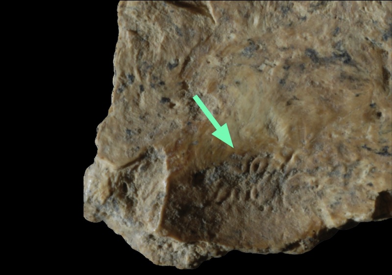 Çayönü’nde Neolitik Bir Çocuğun Kafası Dağlanmış