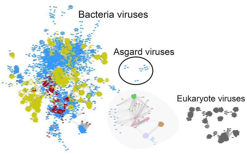 Virüs Keşfi, Karmaşık Yaşamın Kökenlerini Aydınlatıyor