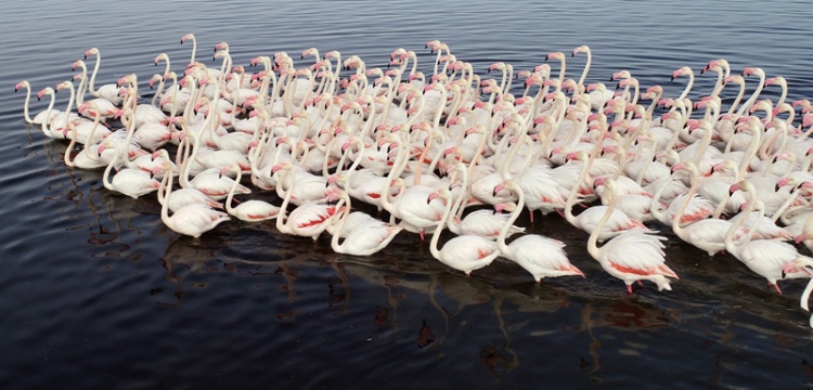 Kayseri Hürmetçi Sazlığı'nda flamingo şöleni