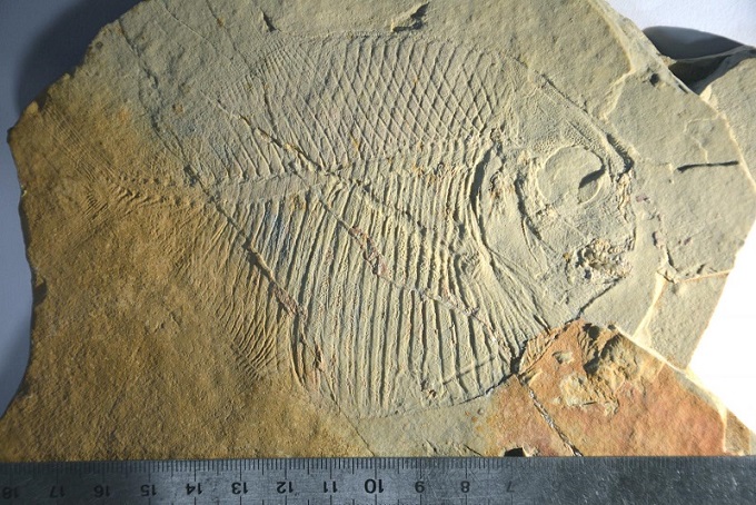 Deux sites paléontologiques majeurs vieux de 150 millions d'années découverts en Lozère