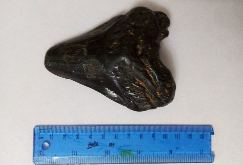Altı Yaşındaki Çocuk, Sahilde Dev Megalodon Dişi Buldu