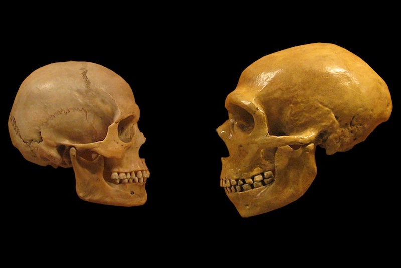 İnsan ve Neandertal Beyninde Önemli Bir Fark Bulundu