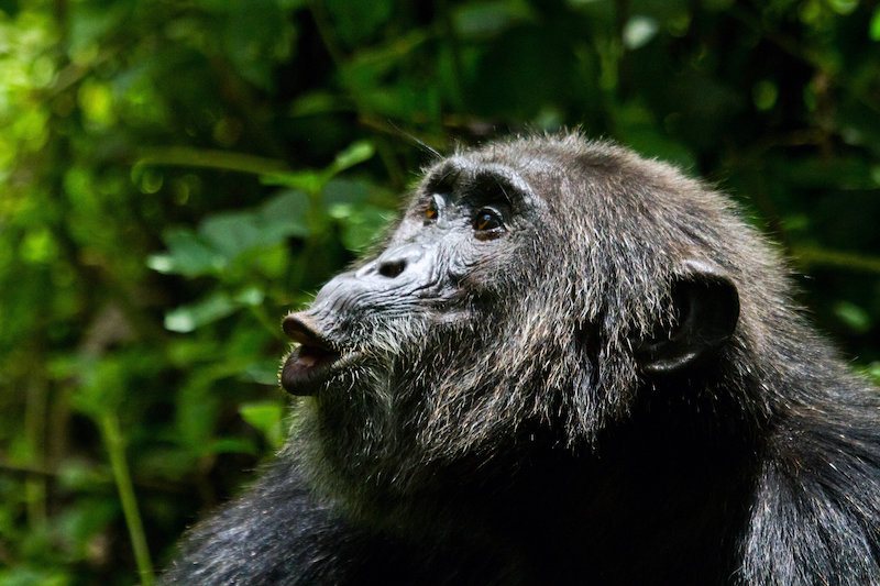 İletişim, Şempanzeler için Avlanmayı Kolaylaştırıyor