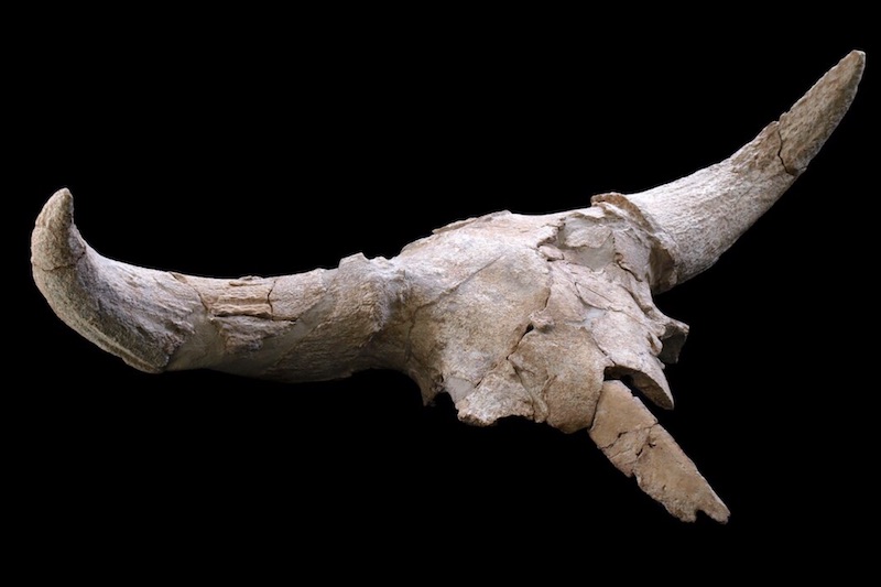 Neandertaller Mağarada Hayvan Kafatasları Sergilemiş
