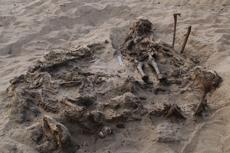 Antik Mısırlı Çocuk, 142 Köpekle Gömülü Halde Bulundu