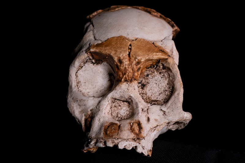 Homo naledi, 236.000 Yıl Önce Ateş Yakmış Olabilir