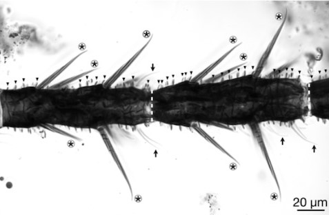 Kehribar Fosili, Hamamböcekleri Hakkında Yeni Bilgiler Veriyor