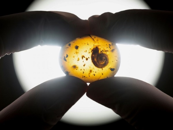 Découverte d'un escargot fossile 'poilu' vieux de 99 millions d'années
