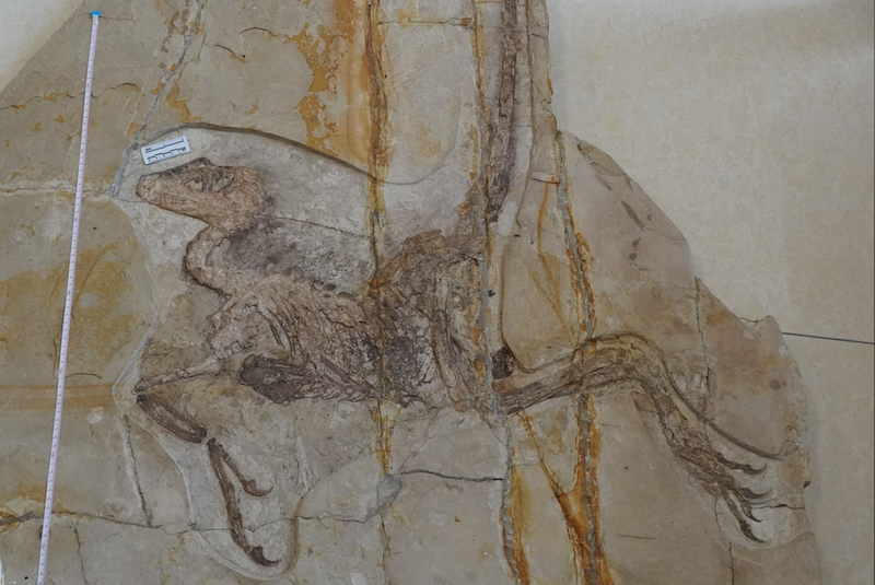 Nadir Bir Fosilde Yırtıcı Dinozorun Bağırsakları Belirlendi