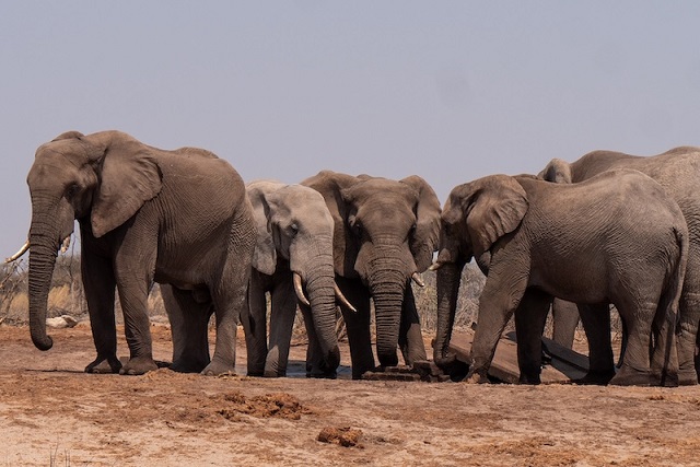 Filler Selamlaşmak için Farklı İletişim Biçimlerini Kullanıyor