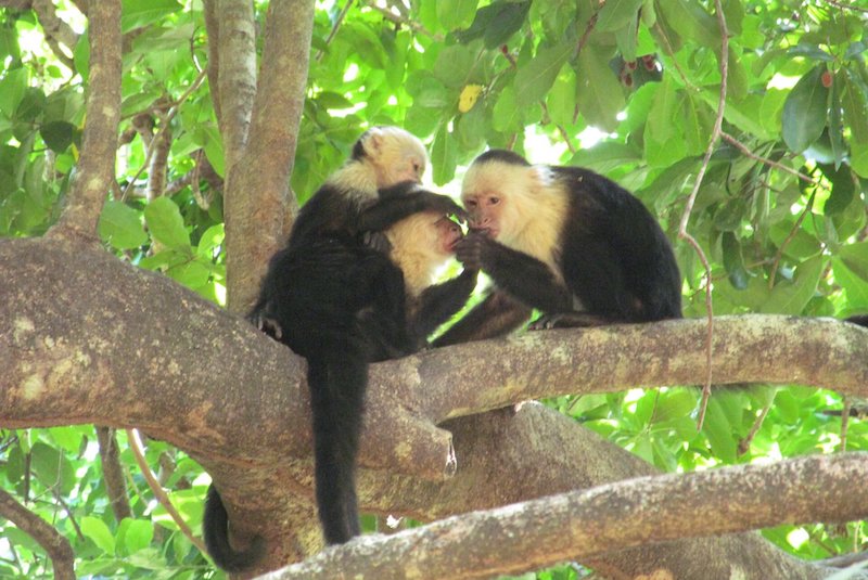 Dişi Arkadaşları Olan Dişi Maymunlar Daha Uzun Yaşıyor