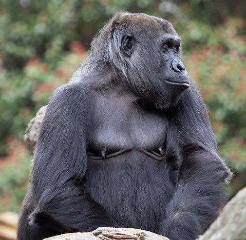 Goriller, Bakıcılarını Çağırmak için Özel Bir Ses Geliştirdi