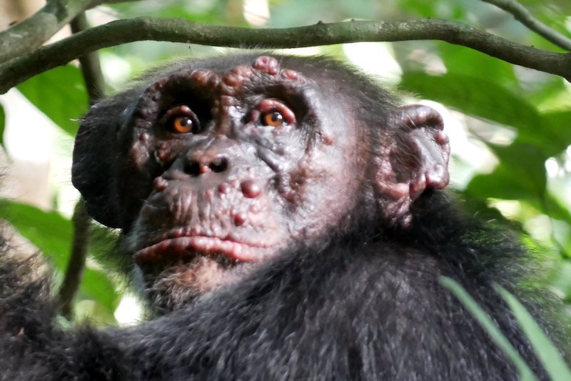 Vahşi Şempanzelerde Cüzzam Hastalığına Rastlandı