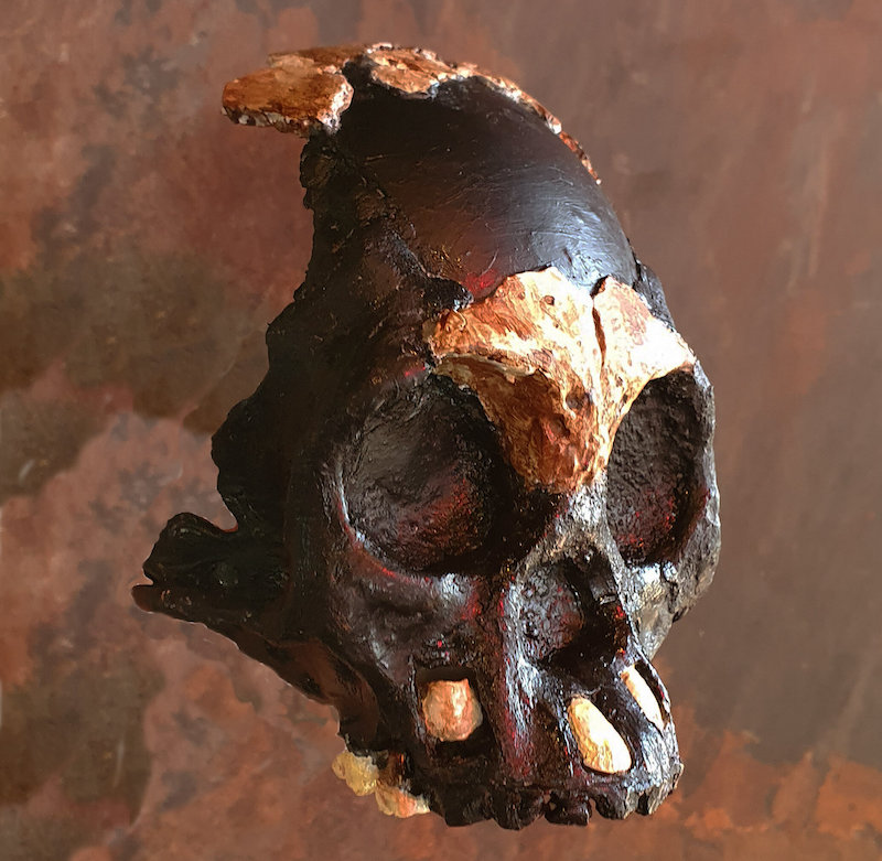 Homo Naledi Çocuk Fosili, Esrarengiz İnsan Türüne Işık Tutuyor