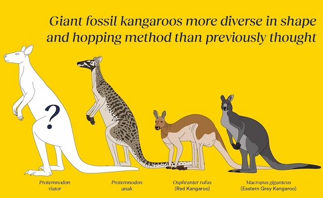 Avustralya’da Soyu Tükenmiş Üç Dev Kanguru Türü Tespit Edildi