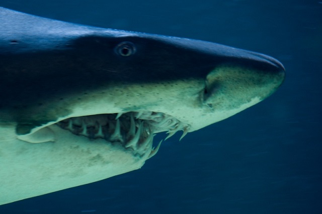 Köpekbalığı Dişleri, Brezilya’daki Okyanus Hakkında Bilgi Veriyor
