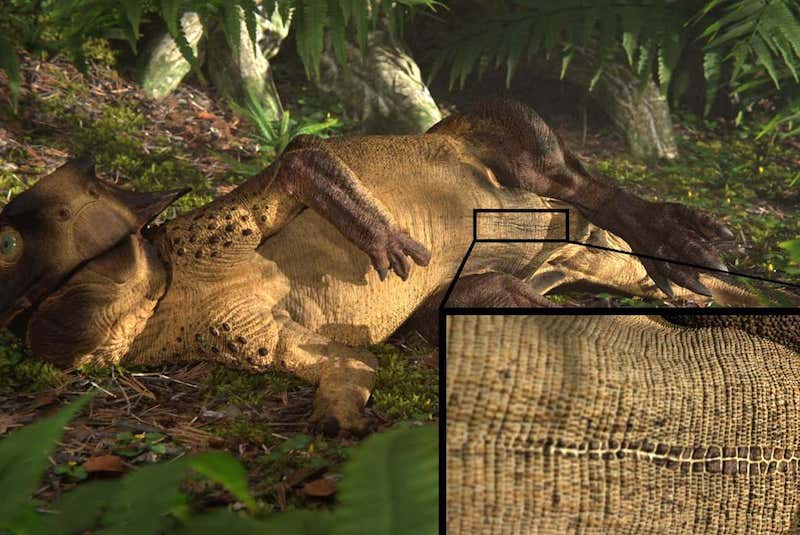 Paleontologlar Bilinen İlk Dinozor ‘Göbek Deliğini’ Buldu