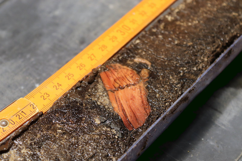 Mezolitik Dönemde Kes-Yak Ekiminin Kanıtları Bulundu