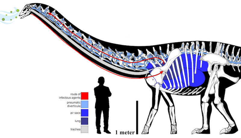 Bir Dinozorda İlk Defa Solunum Yolu Enfeksiyonu Kanıtı Bulundu