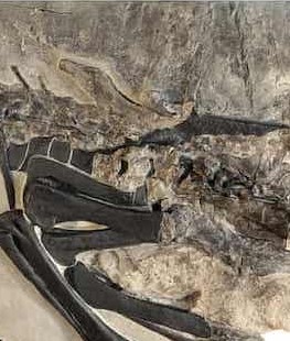İtalya’da 11 Dinozordan Oluşan Sürünün Fosilleri Keşfedildi