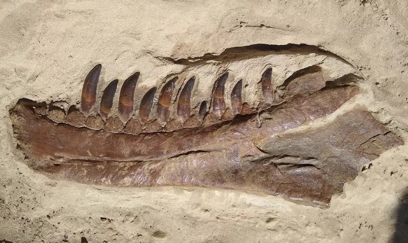 T. rex Evrimindeki Kayıp Halka Bulunmuş Olabilir