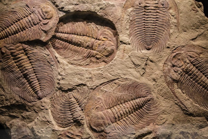 Fosillere Göre Trilobitlerin Gizli Bir Üçüncü Gözü Vardı