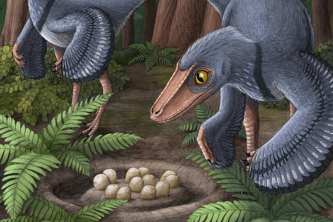 Troodon Ortak Yuvalara 4-6 Yumurta Bırakıyordu