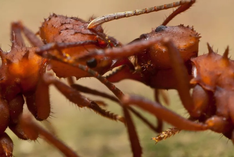 Karıncalar Sosyal Bağ Kurmak için Birbirlerinin Ağzına Kusuyor
