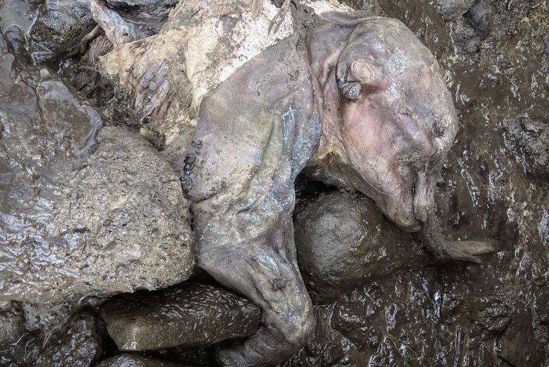 Kanada’daki Madenciler, Mumyalanmış Yünlü Mamut Buldu!