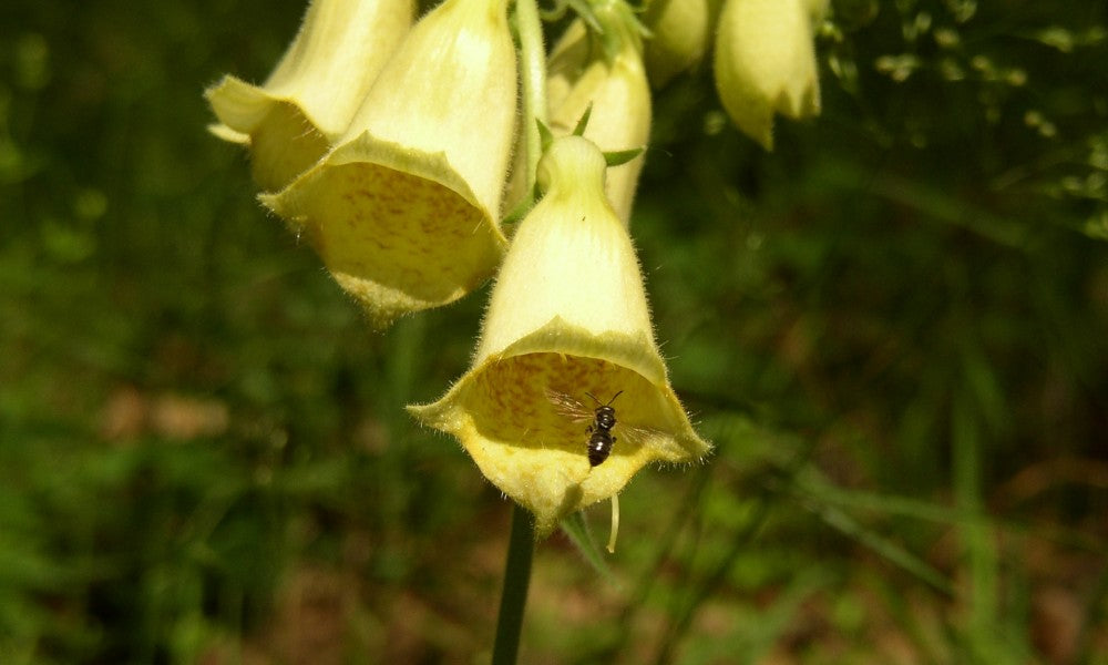 Paleolitik İnsanlar Silahlarında Zehir Kullandı mı?