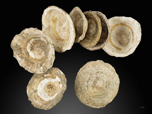Kantabria sahilinde geç Neanderthal kabuk avcılığı