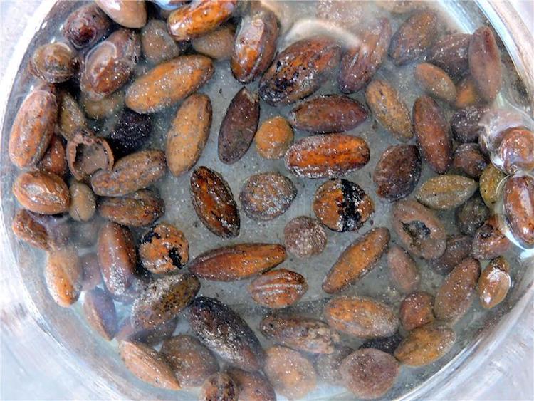 Arkeologlar Hırvatistan’da 3.500 Yıllık Zeytinlik Keşfetti