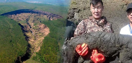 Yakutistan'da bozulmadan fosilleşmiş 40 bin yıllık tay bulundu