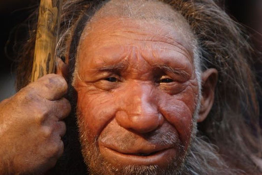 Neandertal Göğüs Kafesi, Anatomileri Hakkında Bilgi Veriyor