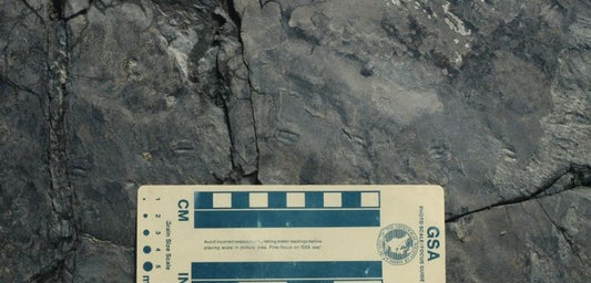 Serçe kadar küçük dinozora ait ayak izleri bulundu