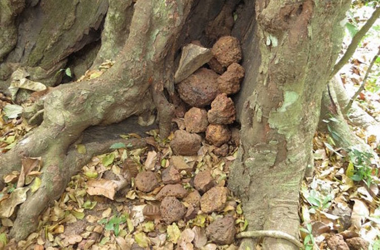 Afrika’da Ağaçları Taşlayan Şempanzeler Gizemli Bir Tavır Sergiliyor