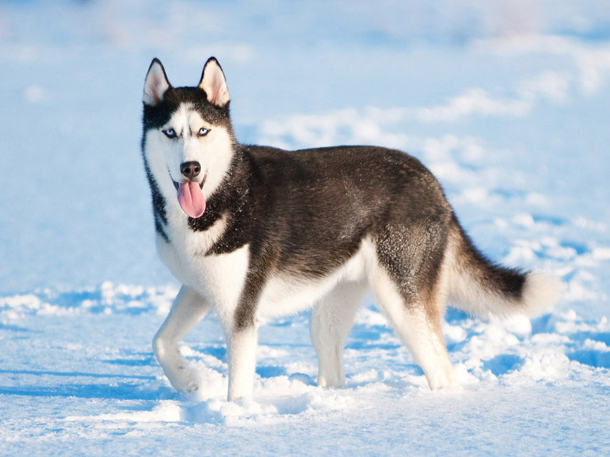 Evcil Köpeklere Dair En Eski Kanıtlar Sibirya Adasında Bulundu