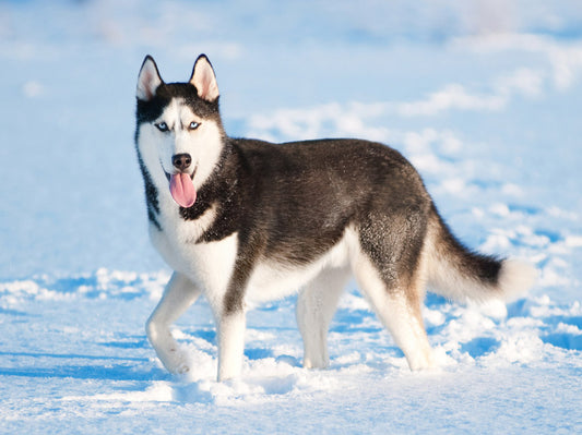 Evcil Köpeklere Dair En Eski Kanıtlar Sibirya Adasında Bulundu