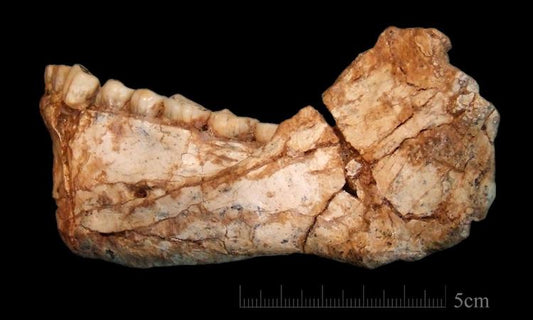 Fas’ta Bilinen En Eski Homo Sapiens Kalıntıları Bulundu