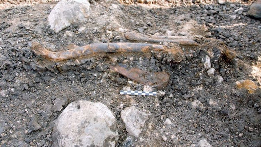 Modern İnsan Levant’a Gelmeden Önce Neandertaller Doğaya Uyumlu Yaşıyordu