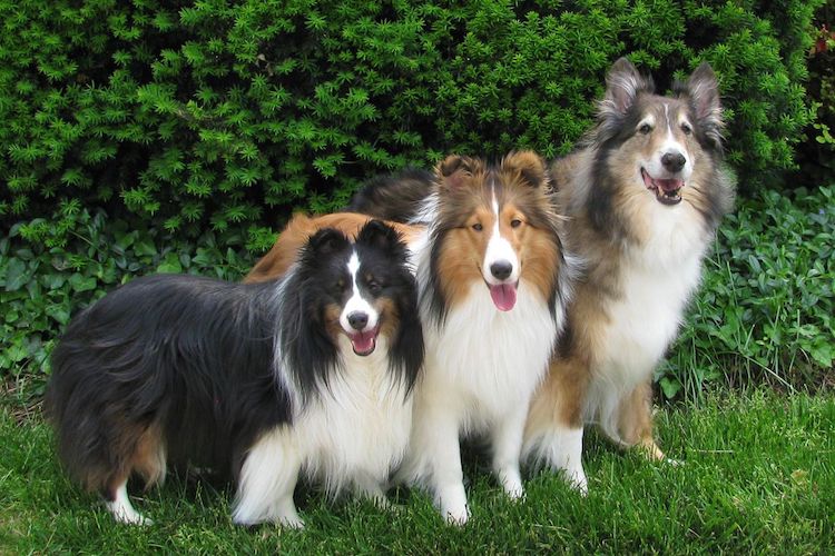 Köpek Soy Ağacı, Köpek Çeşitliliğinin Gizli Geçmişi Ortaya Çıkarıyor