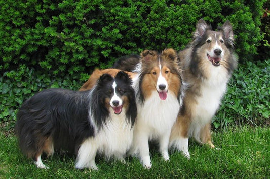 Köpek Soy Ağacı, Köpek Çeşitliliğinin Gizli Geçmişi Ortaya Çıkarıyor