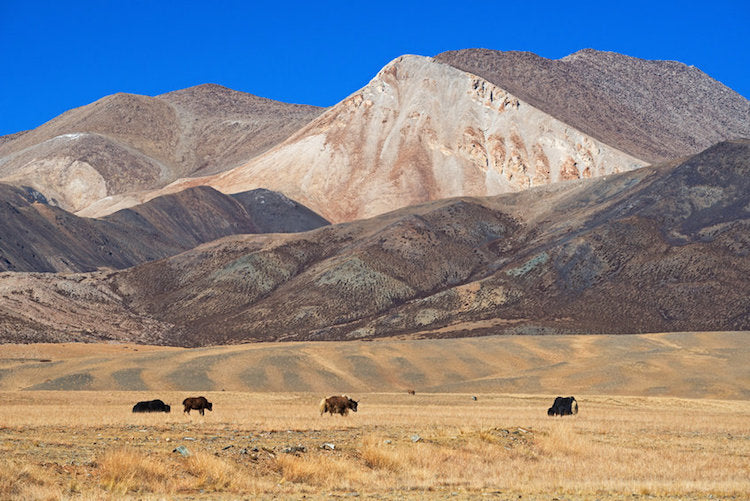 Tibetliler Yüksek Rakımda Yaşamasını Sağlayan Geni Denisovalılardan Almış Olabilir